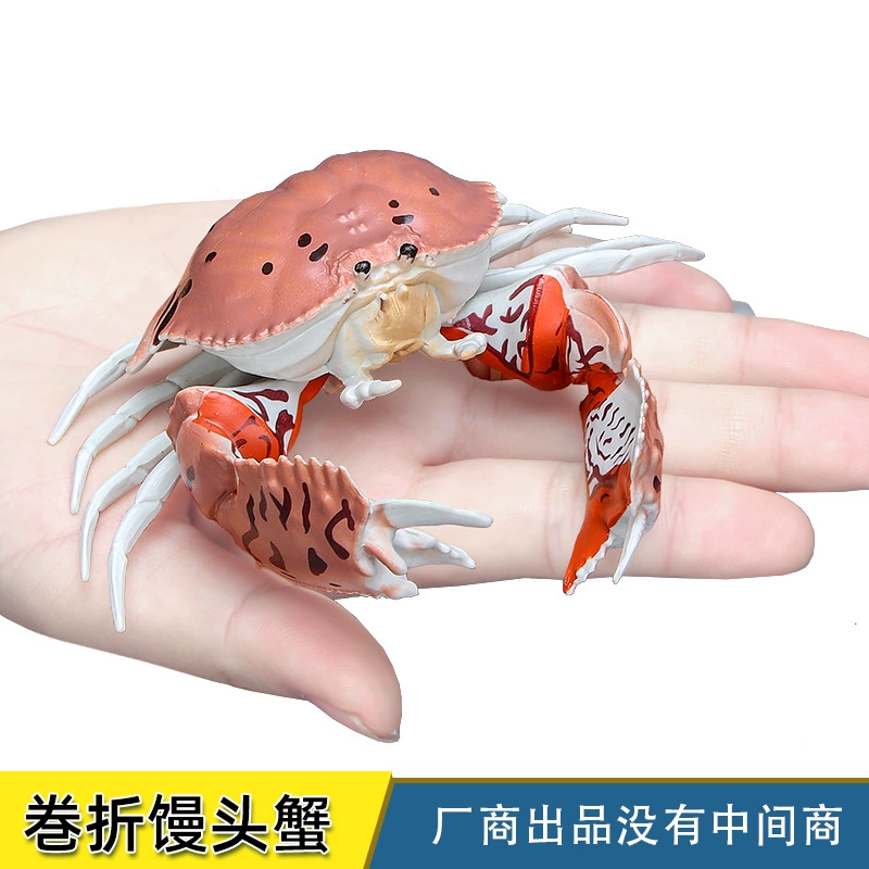 Marine realistic solid toy, science and technology, Birthday gift