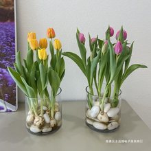 5颗郁金香种球水培盆栽荷兰进口重瓣四季开花好活土养阳台花种籽