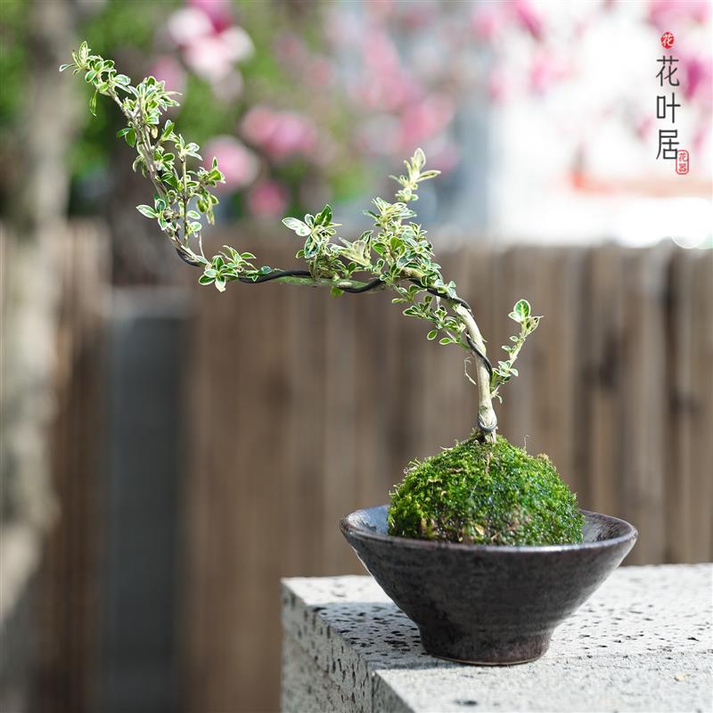 苔藓球小盆栽水培植物茶几桌面迷你盆景办公室内文竹月季台桌绿植