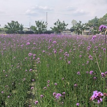 柳叶马鞭草 燕尾草 铁马鞭 花境花卉观赏型盆栽 园林绿化工程植物