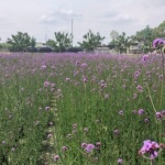 柳叶马鞭草 燕尾草 铁马鞭 花境花卉观赏型盆栽 园林绿化工程植物