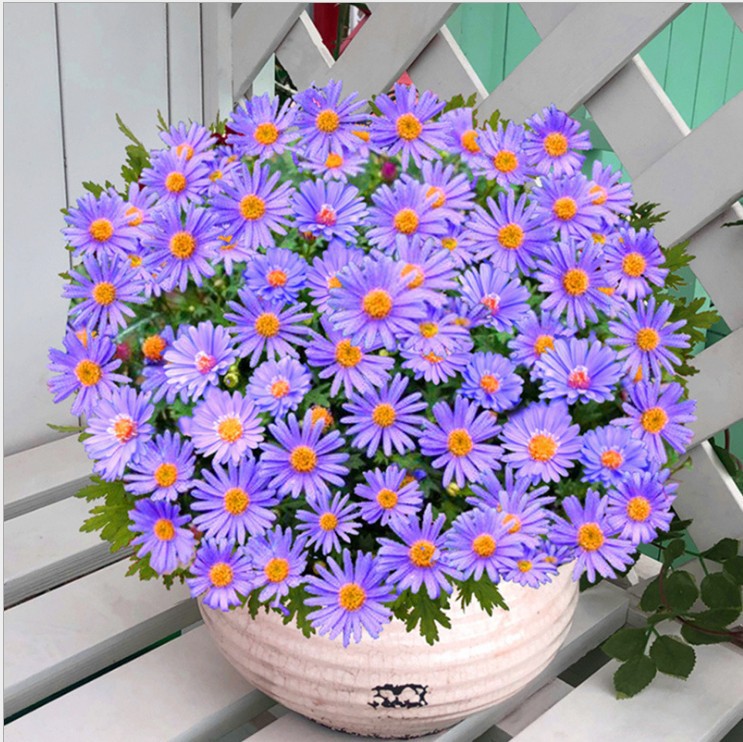 批发夏季草本花卉种子 正宗荷兰菊种子 观赏植物 园艺花卉 易种植