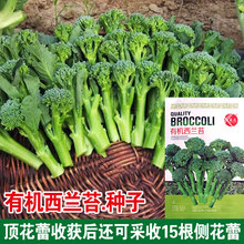 有機西蘭苔種子高產味甜西蘭花苔綠花菜苔種籽農家四季蔬菜種子孑