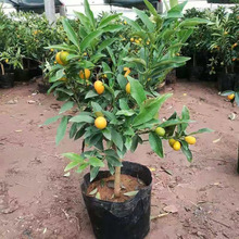 �ļ���ۘ������Ԏ���ֲ���҃Ⱥ��B���ܿ͏d����С���Ә���ؔ�辰