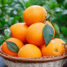 超甜纽荷尔脐橙子10斤新鲜水果当季整箱大果5斤江西赣州赣南品种