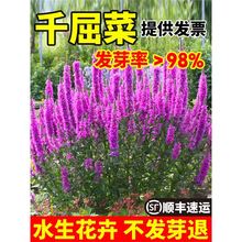 ˮ��ֲ��ǧ���˷N���ļ��׻������G����ع��@�쾰�^�pˮ����