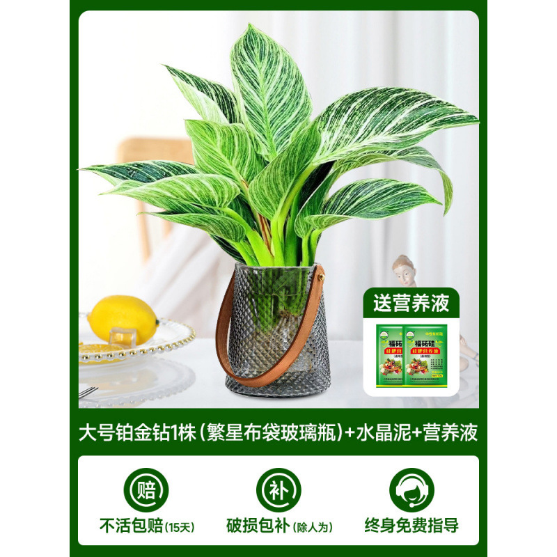 고급 대형 백금 다이아몬드(재백) 1개 + 크리스탈 머드 + 영양액 2개