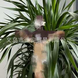 一件代发金边麦冬草四季常青庭院花草玉龙草金边阔叶盆栽绿植耐寒