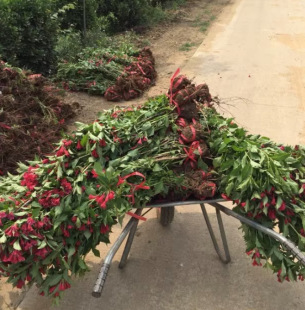 Dropshipping Northeast Cold-Resistant Plant Red Prince Brocade with All Year Round Colorful Courtyard Indoor and Outdoor Potted Flower Shrubs