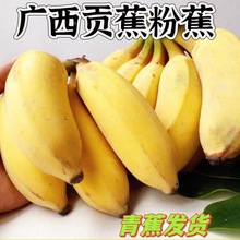 广西产地直供新鲜小米蕉粉蕉新鲜当季水果米蕉生鲜现摘香蕉皇帝蕉