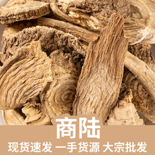 商陆 土人参柳根山萝卜牛大黄 源头厂家 现货批发 大货供应