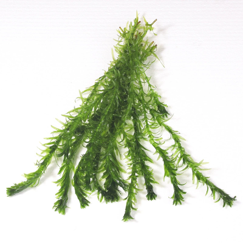 Бетта, водная трава, гуппи, рыба, трава, чистая вода, настоящий живой аквариум, аквариум