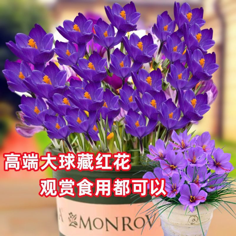 冬紅花圖片 海量高清冬紅花圖片大全 阿里巴巴