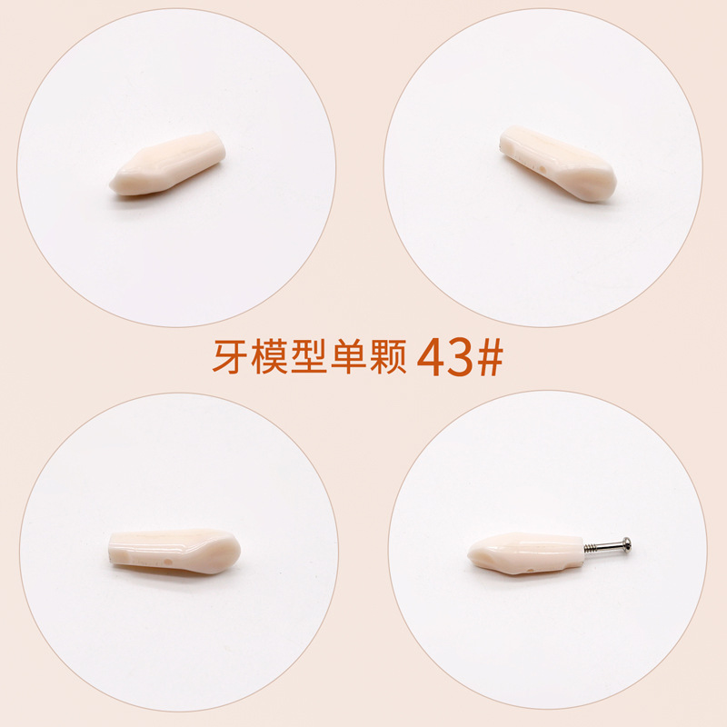 Práctica dental resina de partículas dentales dispersa simulación de partículas dentales de resina dientes aislados dientes enteros 28 / 32 partículas dentales