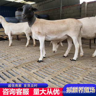 ���^�Ų������B ���L�ٶȿ� �����u�Ų��d�� ����Ų��d��ĸ��