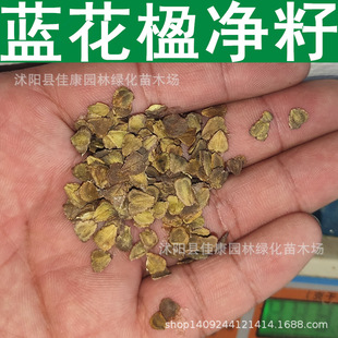 藍花楹種子圖片 海量高清藍花楹種子圖片大全 阿里巴巴