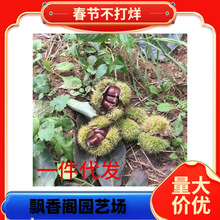 ع  ҎӰ a ̩ɽ r񃞻