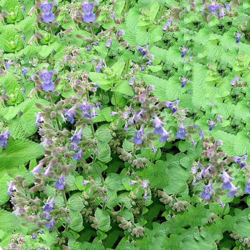 Semillas de flores, semillas de flores.