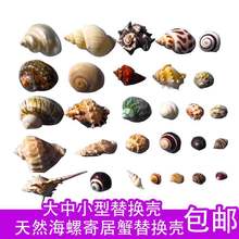 贝壳海螺寄居蟹替换壳备用壳卷鱼贝鱼缸水族摆件装饰品大