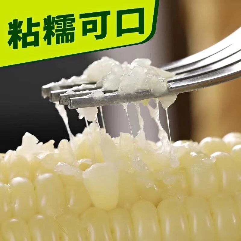 東北産白もちとうもろこし、甘もちとうもろこしの棒、真空パックもちとうもろこし、新鮮な全粒粉代替品、非インスタントとうもろこし|undefined