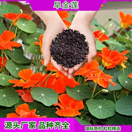 草种子;一二年生花卉;宿根花卉