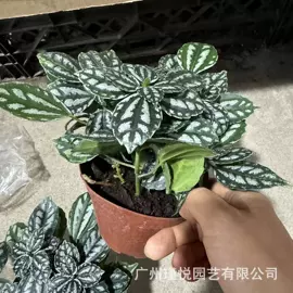 盆栽;灌木;蕨类植物
