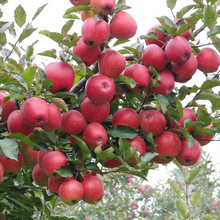 苹果苗嫁接苹果树苗庭院盆栽地栽南方北方种植红富士矮化苹果树苗