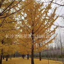 �y�����l 8-10-12-15-18-20�����y�Ә� �y�Ә���r�� ���~��ľ