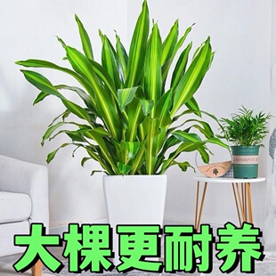 ����Ѫ�����Ҳ�T�F�����F���ԑ���ˮ�������՚�͏d�Gֲ�ļ���ؔ