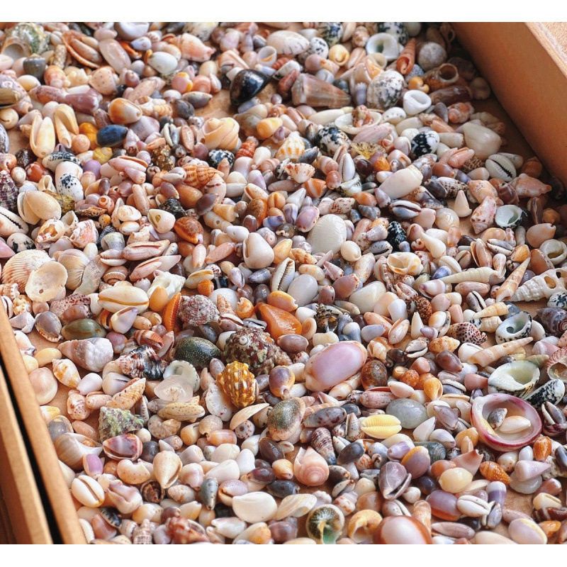 Natural Real Shell Conch Mini Shell Decorations Handmade Shell Photo Frame Storage Box Fish Tank Landscaping Natural Real Shell Conch Mini Shell Decorations Handmade Shell Photo Frame Storage Box Fish Tank Landscaping