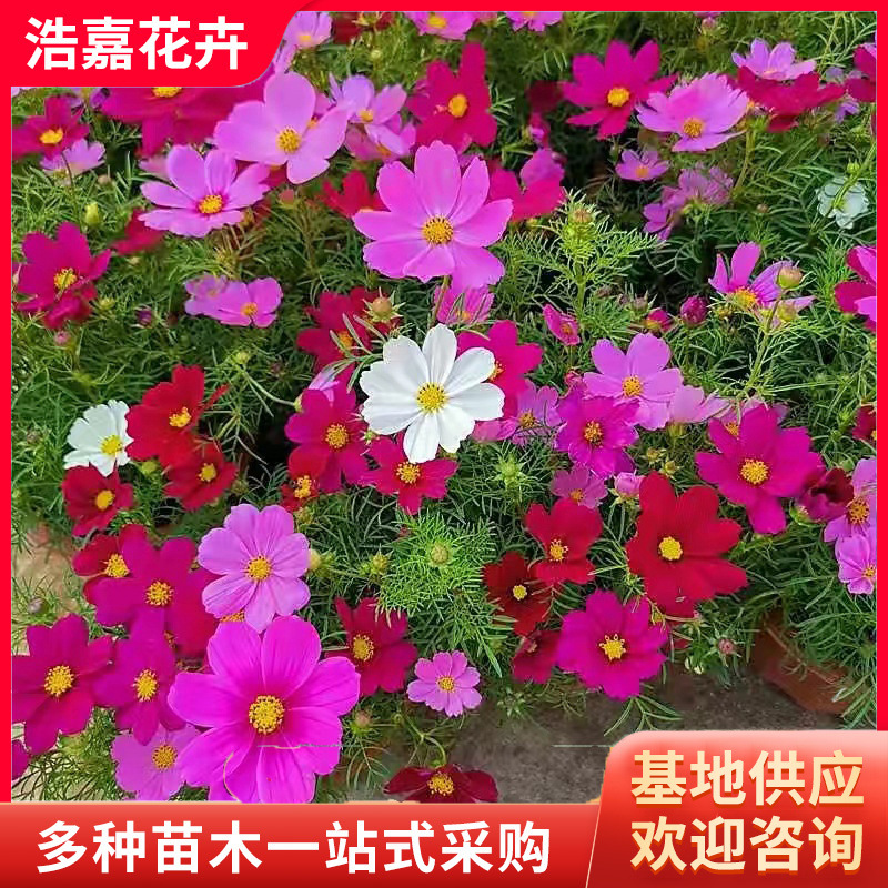 波斯菊盆栽 国庆租摆用花 四级种植大花金鸡菊苗木宿根花卉菊花