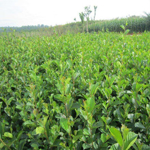 新种子 蒙自桤木种籽 旱冬瓜种子尼泊尔桤木种子林木种子绿化种子