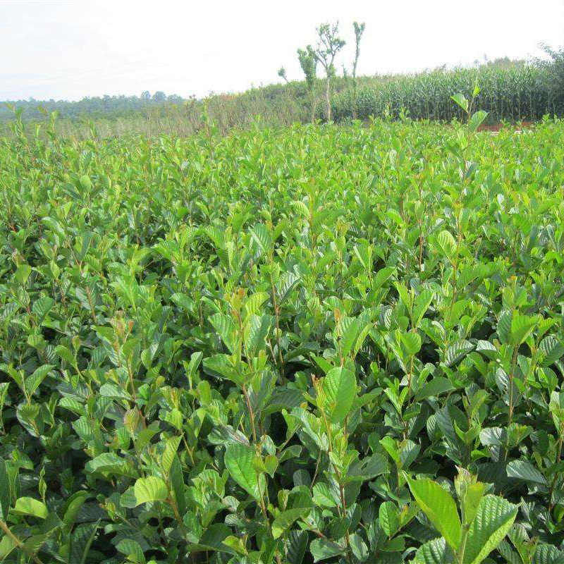 新种子 蒙自桤木种籽 旱冬瓜种子尼泊尔桤木种子林木种子绿化种子