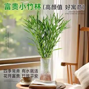 ��ؔ���~���F����ؔ�ļ�����lؔ������՚�����ֲ��ˮ��Gֲ