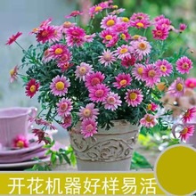 玛格丽特盆栽带花苞四季开花卉绿植物糖果菊花室内庭院好养活鲜花