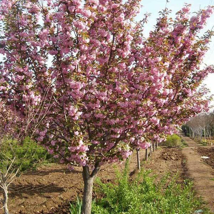 Зеленые саженцы, привитые японской вечерней вишней, саженцы вечерней вишни, саженцы японской двойной вечерней вишни, полные характеристики