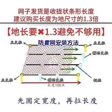 定制防雹网园林果园跨境防鸟网果树花圃蔬菜大棚防雹网加密加厚