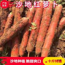 陕西沙地新鲜胡萝卜新鲜蔬菜水果萝卜农家自种现挖生吃脆甜红萝卜