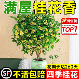 Osmanthus Saplings, Four-Season Osmanthus Potted Plants, Edible and Blooming Indoor Balcony Courtyard Fragrant Flower Plants