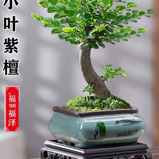 �Ϙ�С�~��̴�辰С��骘����҃��k����������B�����ļ�����Gֲ