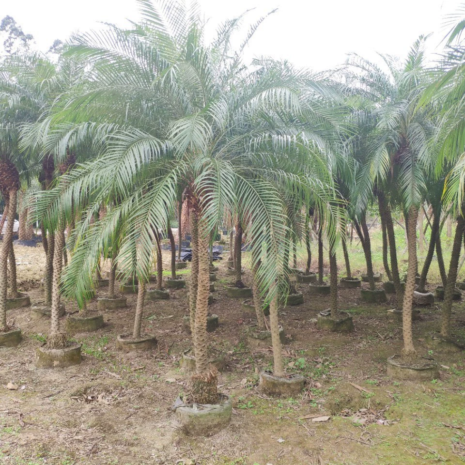 Поставка красивых игл 2,5-3,5 метра мешок саженец колючий подсолнух маленькие пальмы