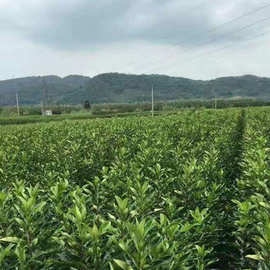 基地供应 法国冬青 四季常青 绿篱围墙 又名青珊瑚 各种规格