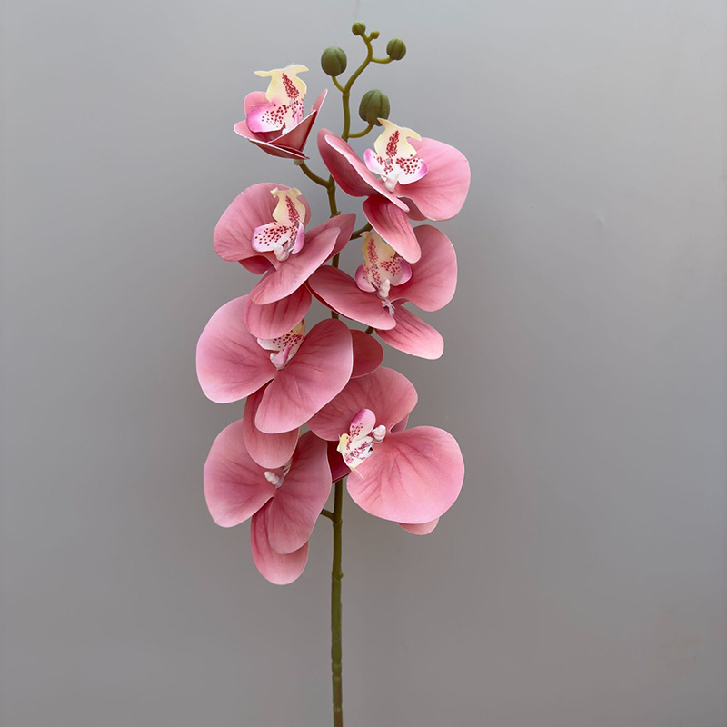 3D 호접란 7개 머리-호박색