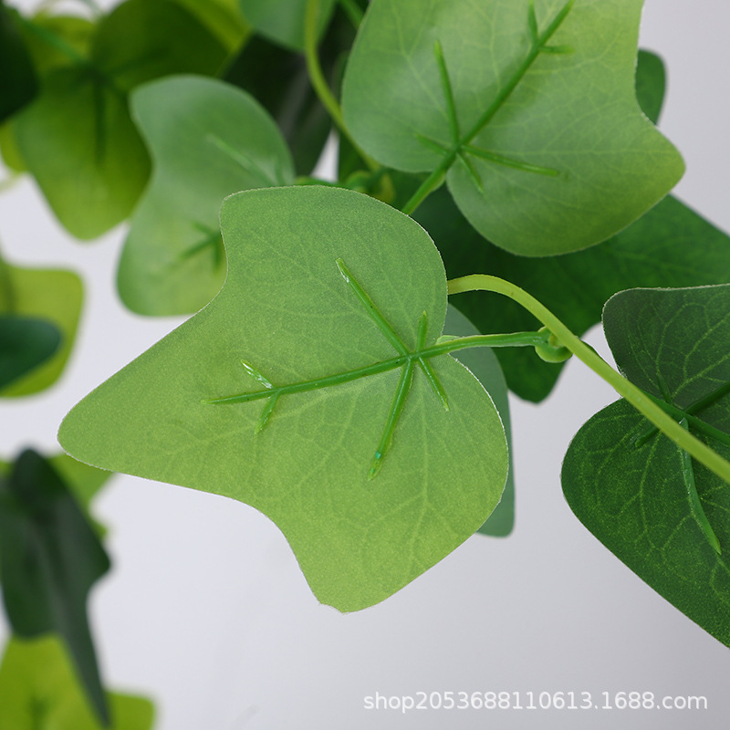 五叉壁挂过胶绿萝叶地瓜叶常春藤