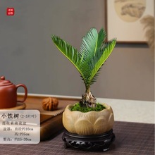 Ȥζ\t^СFKF͕辰Gֲkҕ[l