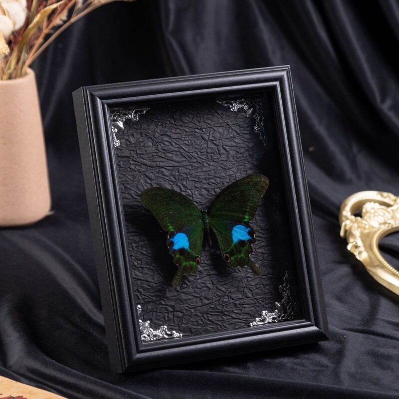 New Butterfly Specimen Frame Display Stand DIY Handmade Solid Wood 6inch Hollow Frame Insect Specimen Display Frame New Butterfly Specimen Frame Display Stand DIY Handmade Solid Wood 6inch Hollow Frame Insect Specimen Display Frame
