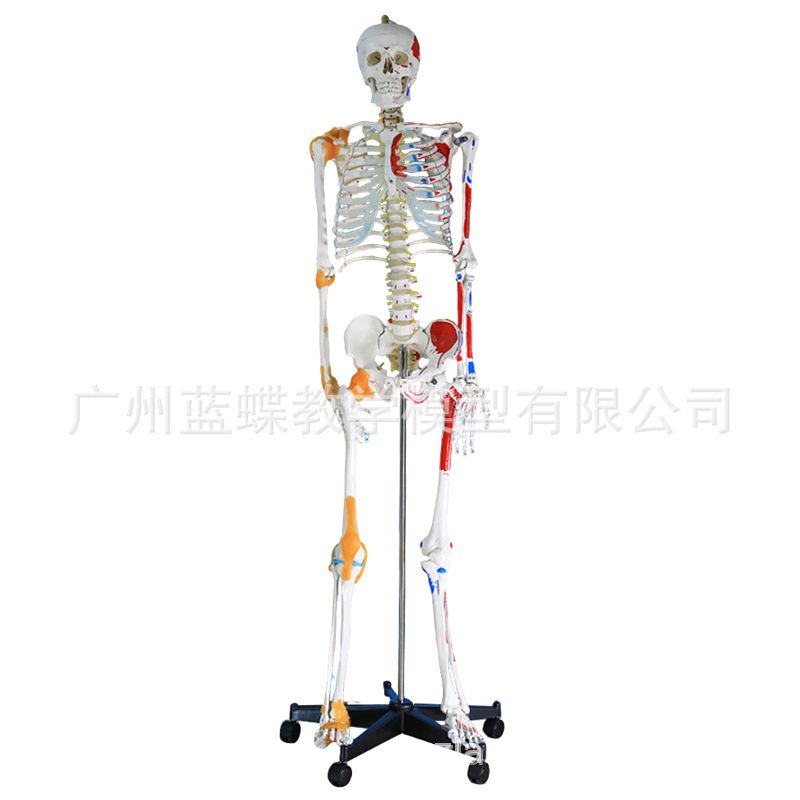 ��ѧ85CM���弡������ṹȫ���Ǽ�ģ�� �ɲ�ж��׵�٤С������