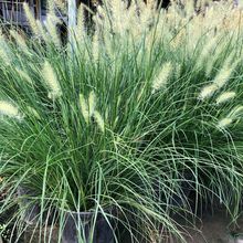 小兔子狼尾草 小布尼狼尾草 成都园林绿化苗木 花境植物 观赏草