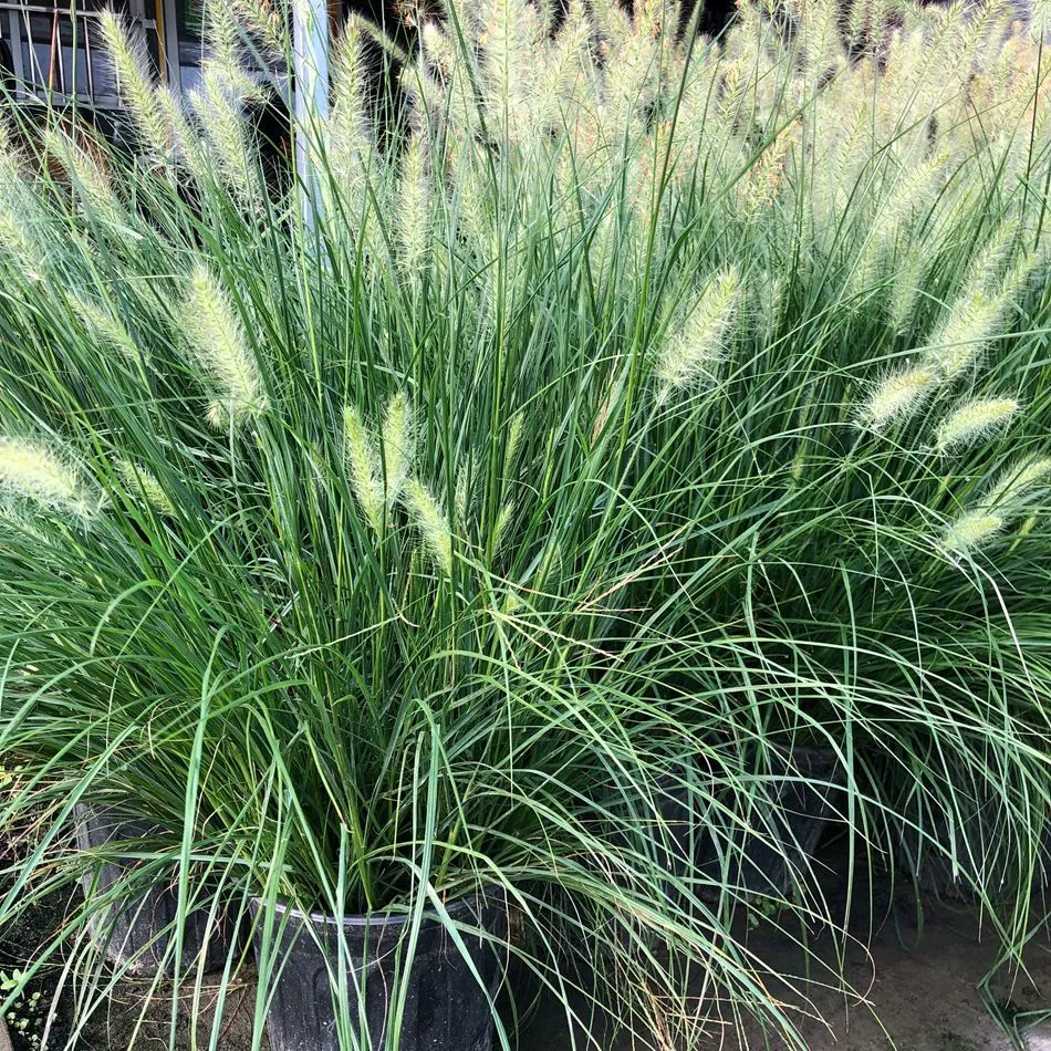 Bunny Pennisetum Chengdu Ландшафтный дизайн рассады Цветочные пограничные растения Декоративные травы