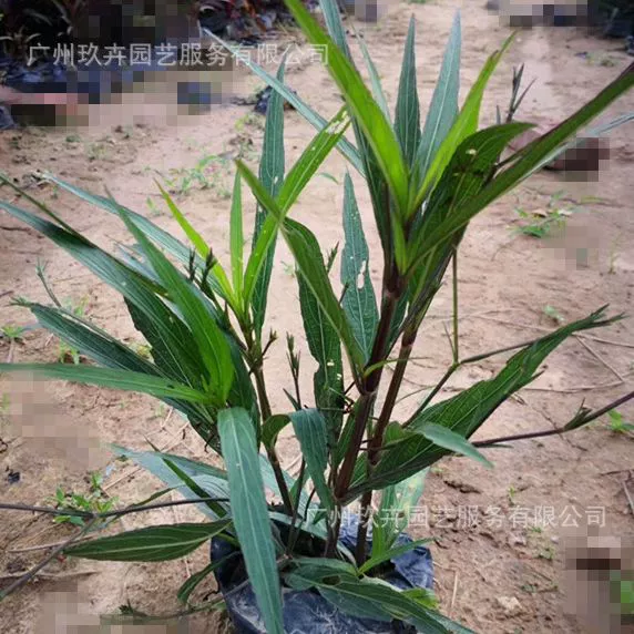 Cuilu Lili грунтовое покрытие рассада цветок просмотр растений грунтовое покрытие рассада Двор Сад цветоносец цветок зеркало грунтовое покрытие завод